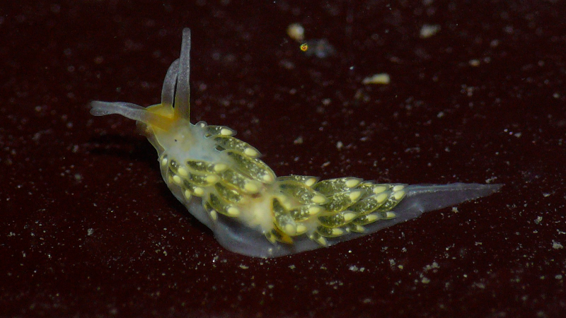 Illustration for article titled Striking Photographs Of Sea Slugs Expose The Alien World Under the Sea